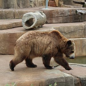 Brown Bear on the Move