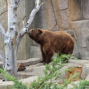 Boris the Brown Bear