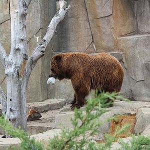 Boris the Brown Bear