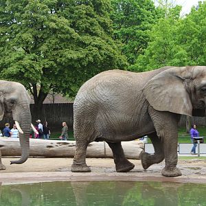 African Elephants on the Move