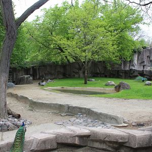 South America Yard (Tapir, Alpaca, Rhea, Tortoises)