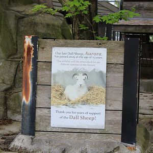 What Happened to the Dall Sheep?