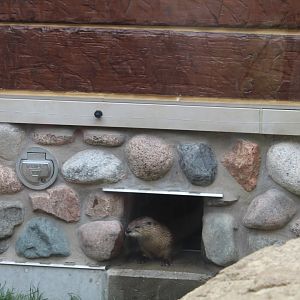Otter Passage - River Otter Poking her Head Out
