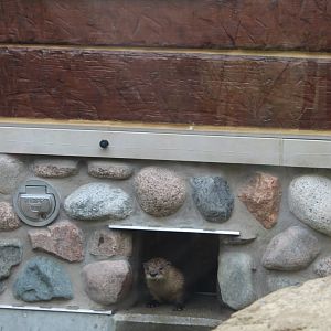Otter Passage - River Otter Poking her Head Out