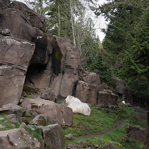 Cascade Crest - My First US Zoo Trip