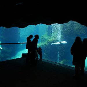 Steller Cove - My First US Zoo Trip