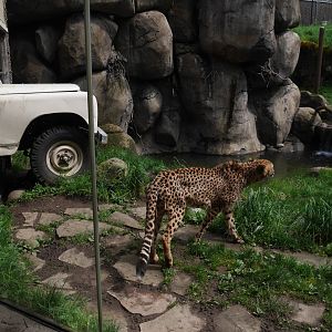 Cheetah in Predators of the Serengeti - My First US Zoo Trip
