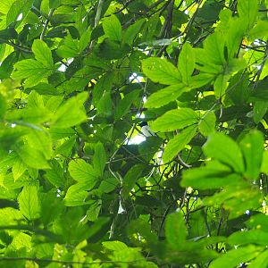 Asian Paradise Flycatcher - Danum Valley, Sabah, Borneo