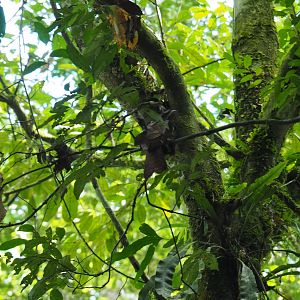 Large Frogmouth - Danum Valley, Sabah, Borneo