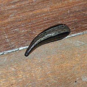 Tiger Leech - Danum Valley, Sabah, Borneo