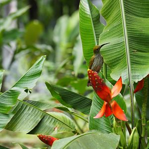Bornean Spiderhunter - Danum Valley, Sabah, Borneo