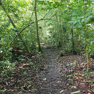 Jungle Path  - Danum Valley, Sabah, Borneo