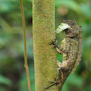 Unknown Dragon - Danum Valley, Sabah, Borneo