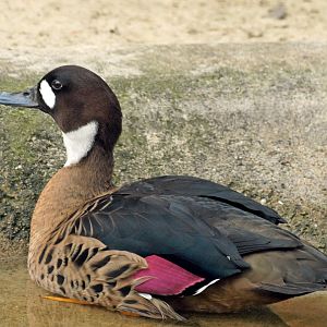 Bronze-winged duck