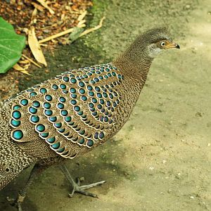 Grey peacock pheasant