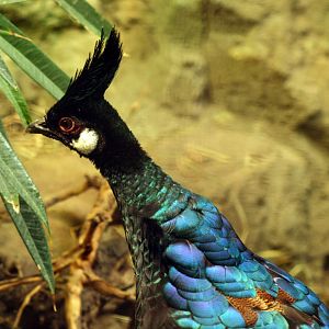 Palawan peacock pheasant