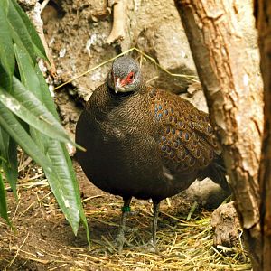 Germain's peacock pheasant