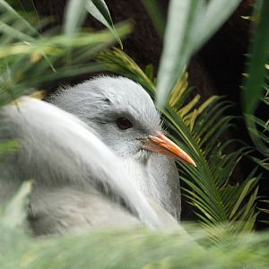 Kagu