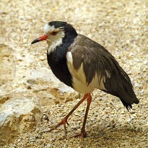 Long toed lapwing