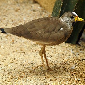 Wattled lapwing