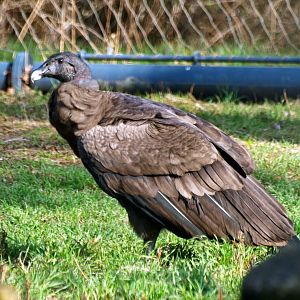 Juvenile Andean condor