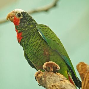 Cuban amazon