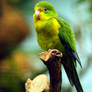 Mountain parakeet