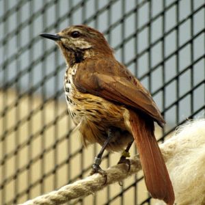 Spotted palm thrush