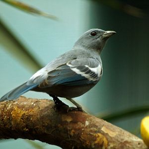 Silver-grey tanager