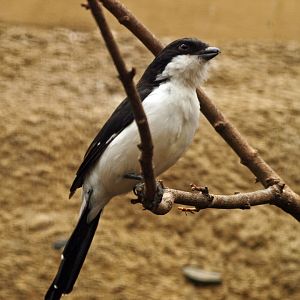 Long-tailed fiscal