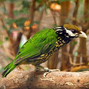 White-eared catbird