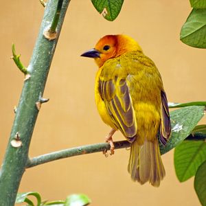 Taveta golden weaver
