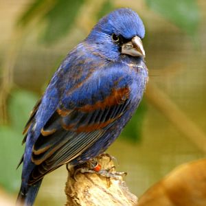 Cock Blue grosbeak