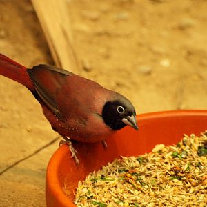 Black-faced firefinch