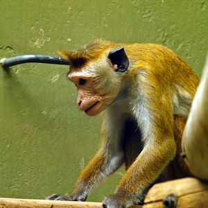 Toque macaque