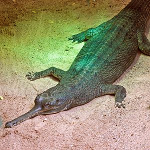 Ganges gharial