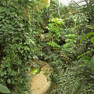 View of Tomistoma exhibit