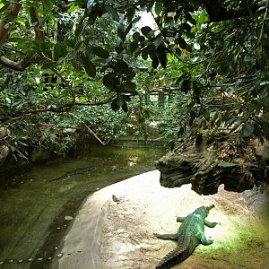 View of Tomistoma exhibit