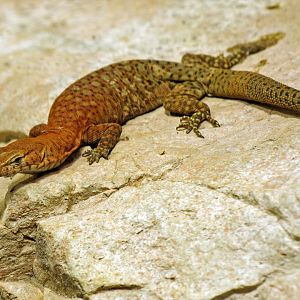Pilbara rock monitor