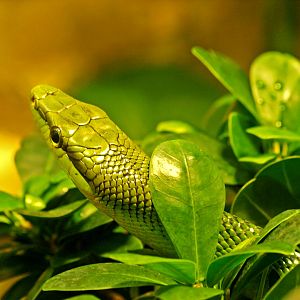 Red-tailed green ratsnake