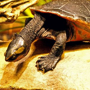 Red-bellied short-necked turtle