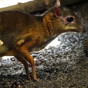 Lesser Oriental chevrotain