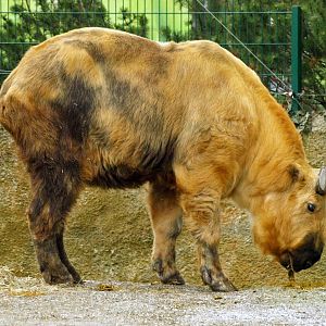 Sichuan takin