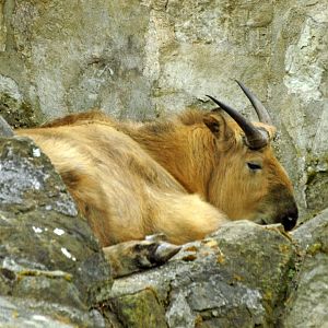 Sichuan takin