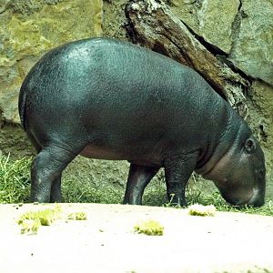 Pygmy hippo