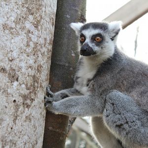 In with the Lemurs: Ring-Tailed Lemur