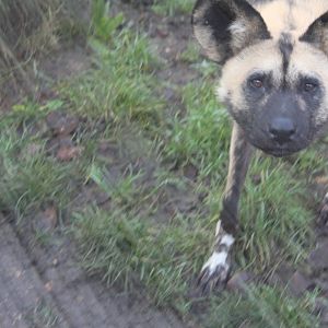 Into Africa: African Wild Dog