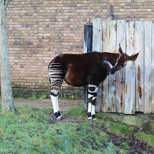 Into Africa: Okapi