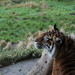 Tiger Territory: Sumatran Tiger