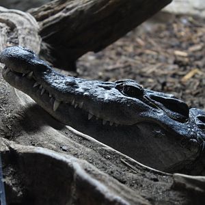 Reptile House: Philippine Crocodile